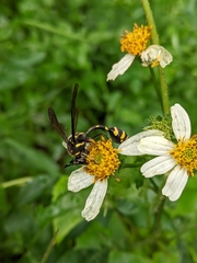 Phimenes flavopictus