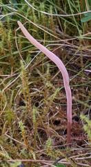 Clavaria incarnata