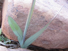 Ixia marginifolia