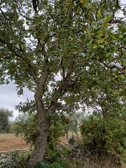 Quercus trojana