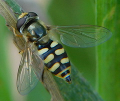 Eupeodes corollae