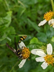 Phimenes flavopictus