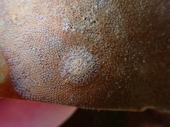 Corambe steinbergae