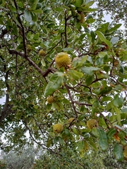 Quercus trojana