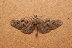 Eupithecia pusillata