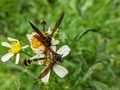 Phimenes flavopictus