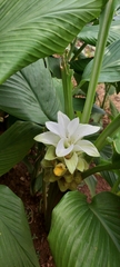 Curcuma