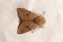 Agrochola blidaensis