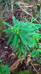 Euphorbia kraussiana