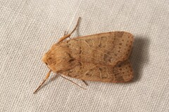 Agrochola pistacinoides