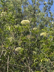 Sambucus sieboldiana