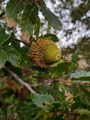 Quercus trojana