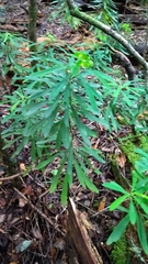 Euphorbia kraussiana