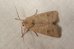 Ammoconia caecimacula