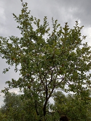 Quercus trojana