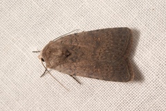 Caradrina flavirena