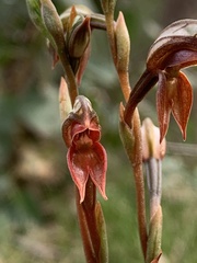 Pterostylis rufa