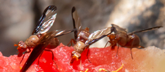 Diacrita costalis