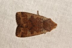 Conistra erythrocephala