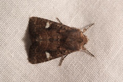 Dryobota labecula