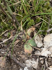 Pterostylis rufa