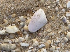 Latona deltoides