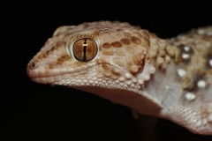 Chondrodactylus bibronii