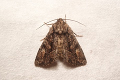 Dryobotodes tenebrosa