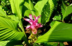 Curcuma aromatica