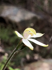 Caladenia moschata