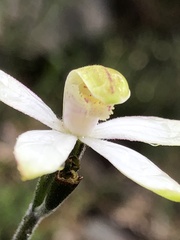 Caladenia moschata