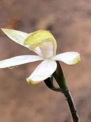 Caladenia moschata