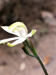 Caladenia moschata