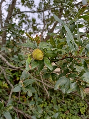 Quercus trojana