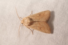 Mythimna vitellina