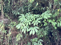 Fatsia polycarpa