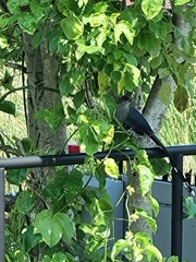 Phaenicophaeus tristis