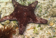 Anthaster valvulatus