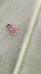 Teleopsis quadriguttata