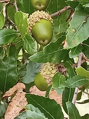 Quercus trojana