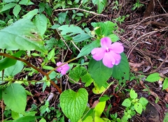 Impatiens pulcherrima
