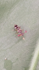 Teleopsis quadriguttata