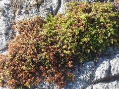 Penstemon davidsonii