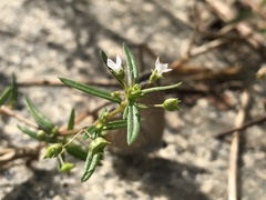 Oldenlandia corymbosa