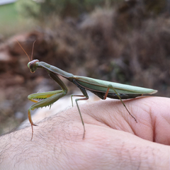 Mantis religiosa religiosa