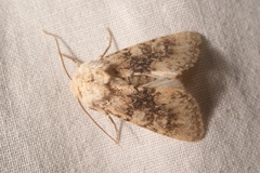 Polymixis argillaceago