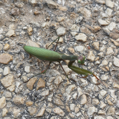 Mantis religiosa religiosa