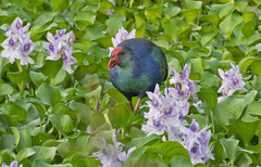 Porphyrio poliocephalus