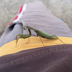 Mantis religiosa religiosa
