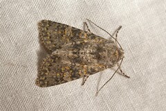 Polymixis xanthomista